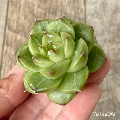 ＊新入荷＊　ソミ ver.2（チャンヒー農園苗）