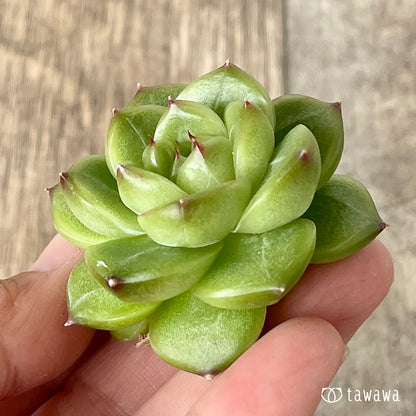 ＊新入荷＊　ソミ ver.2（チャンヒー農園苗）