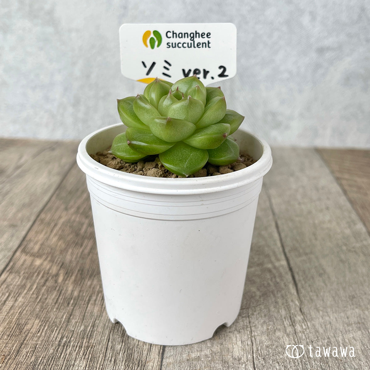 ＊新入荷＊　ソミ ver.2（チャンヒー農園苗）