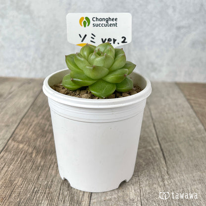 ＊新入荷＊　ソミ ver.2（チャンヒー農園苗）