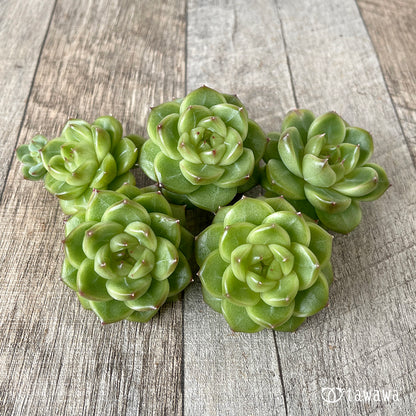 ＊新入荷＊　ソミ ver.2（チャンヒー農園苗）