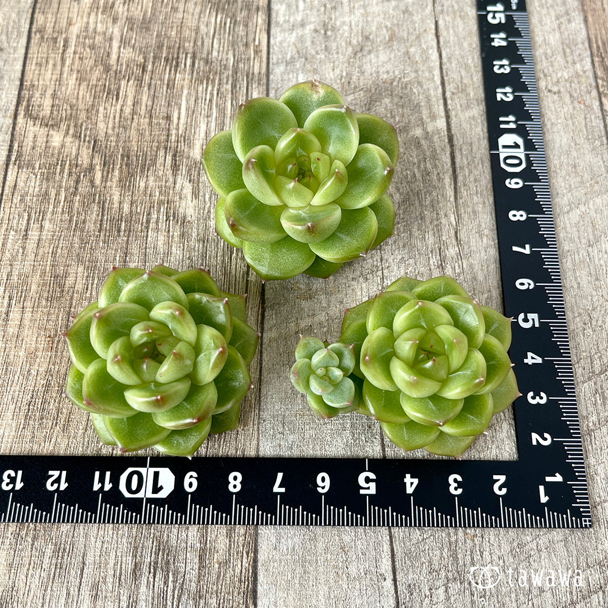 ＊新入荷＊　ソミ ver.2（チャンヒー農園苗）