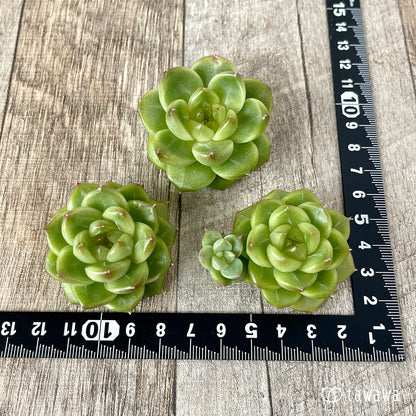 ＊新入荷＊　ソミ ver.2（チャンヒー農園苗）