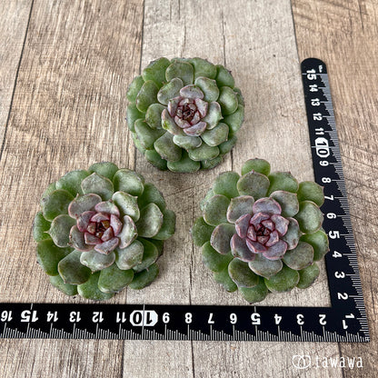 ＊新入荷＊　ノヴァブラスト（チャンヒー農園苗）