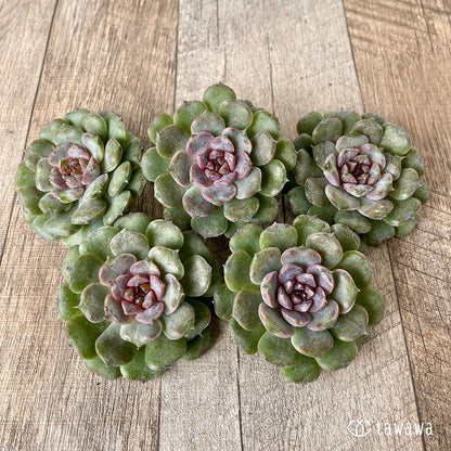 ＊新入荷＊　ノヴァブラスト（チャンヒー農園苗）