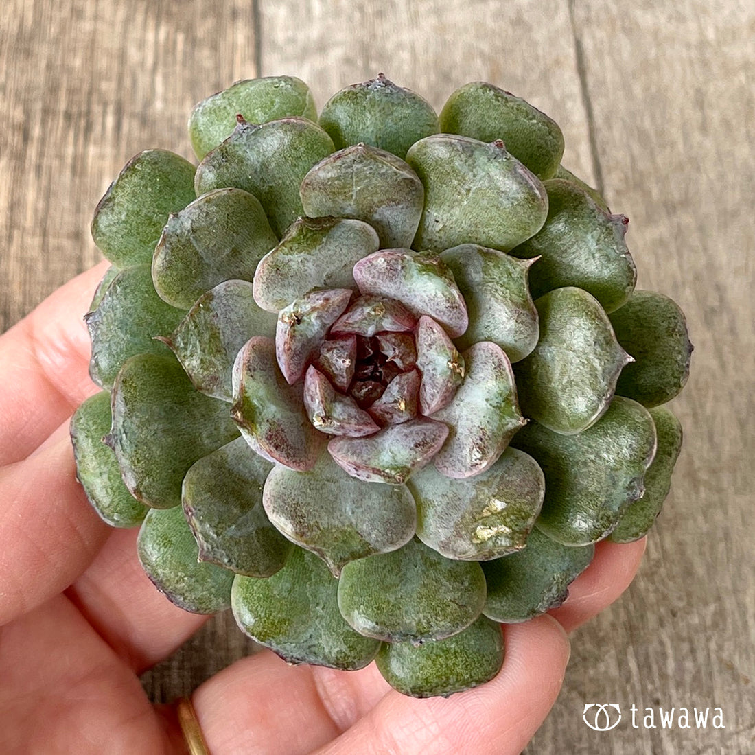 New Arrivals: Ice Green