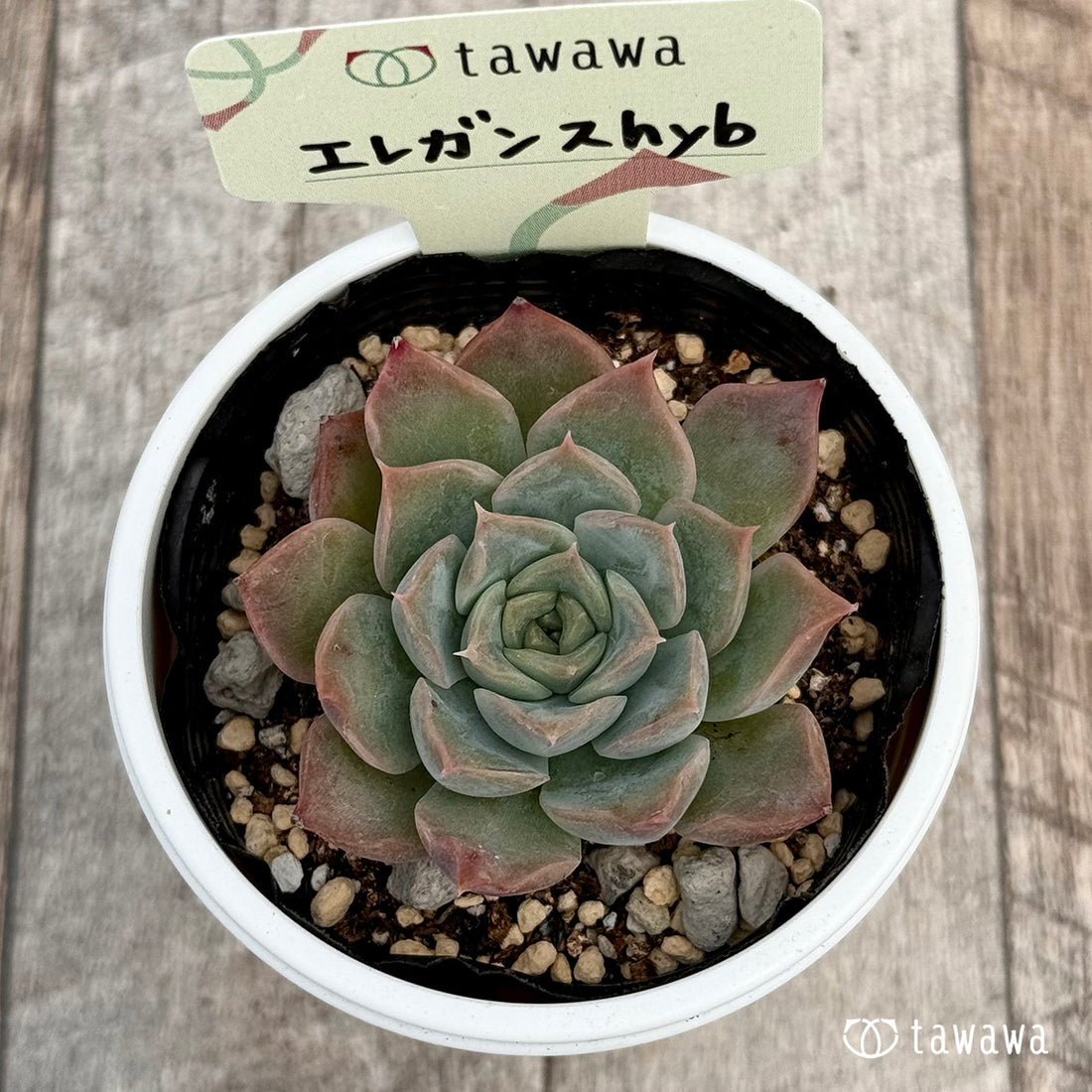 エレガンスhyb 【tawawaハウス苗】