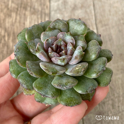 ＊新入荷＊　ノヴァブラスト（チャンヒー農園苗）