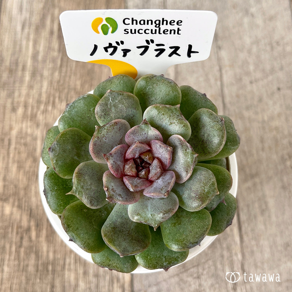 ＊新入荷＊　ノヴァブラスト（チャンヒー農園苗）