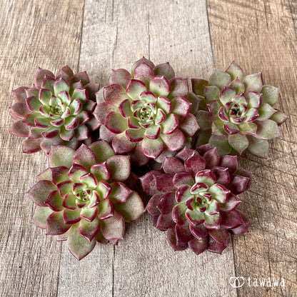 ＊新入荷＊　ハバネロ（チャンヒー農園苗）