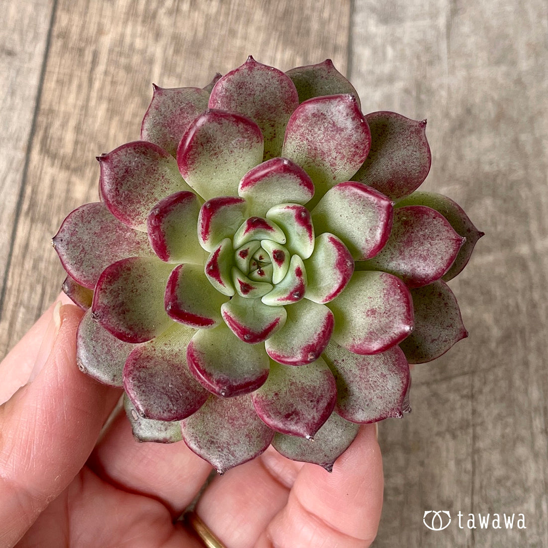 New Arrivals: Ice Green