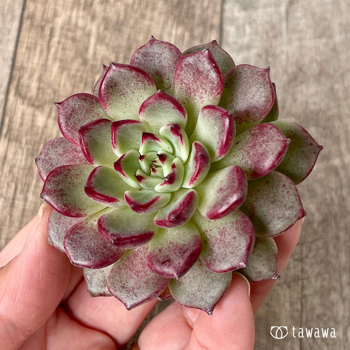 4.【チャンヒー農園】カット苗＆土付き苗（販売中） – 多肉植物の通販