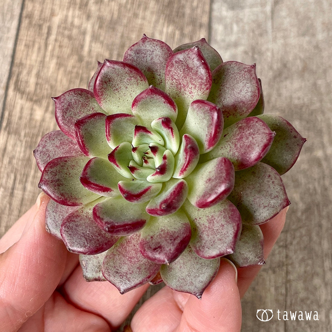 ＊新入荷＊　ハバネロ（チャンヒー農園苗）