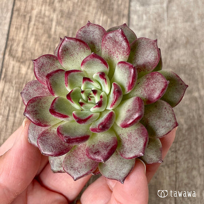 ＊新入荷＊　ハバネロ（チャンヒー農園苗）