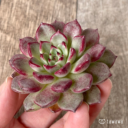 ＊新入荷＊　ハバネロ（チャンヒー農園苗）