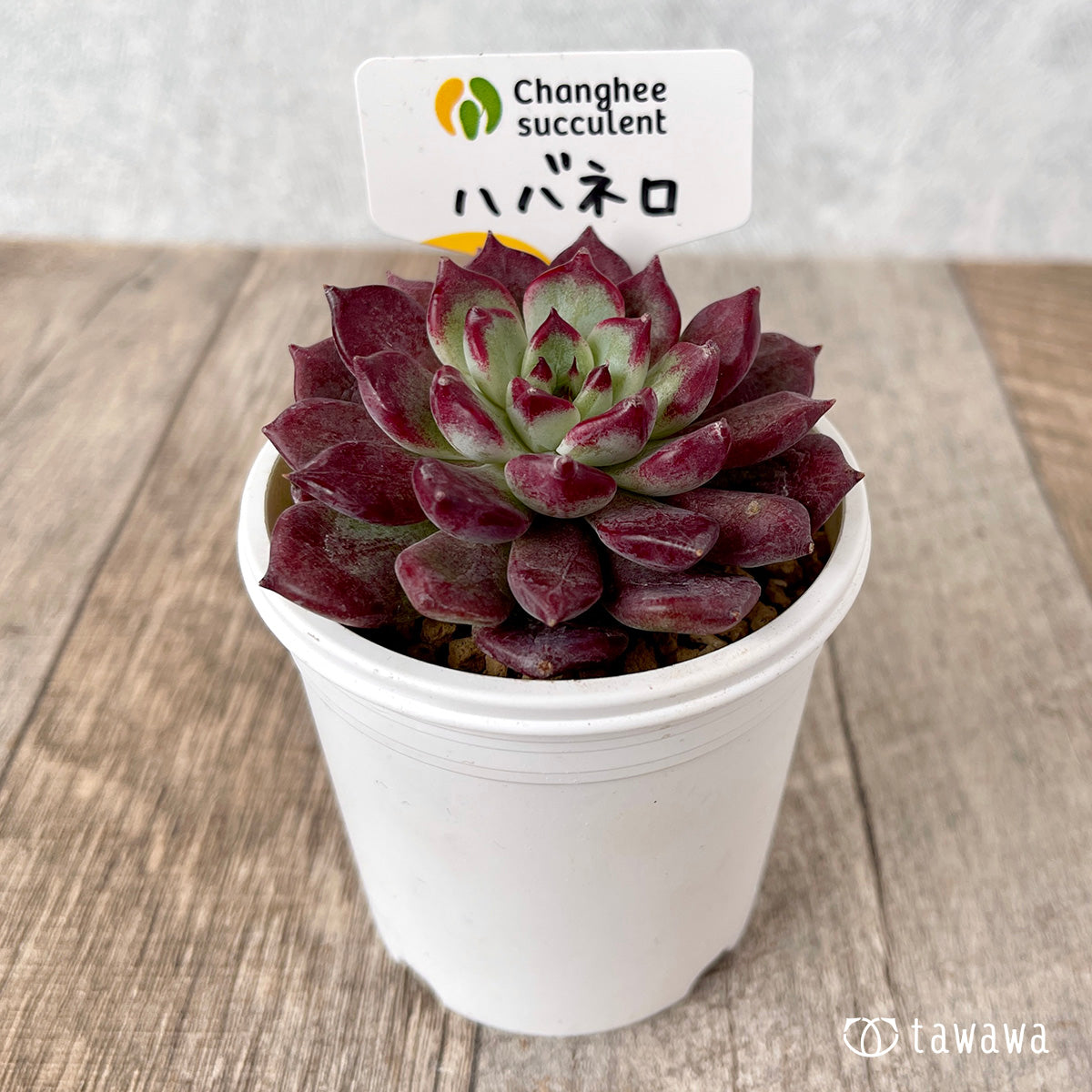 ＊新入荷＊　ハバネロ（チャンヒー農園苗）