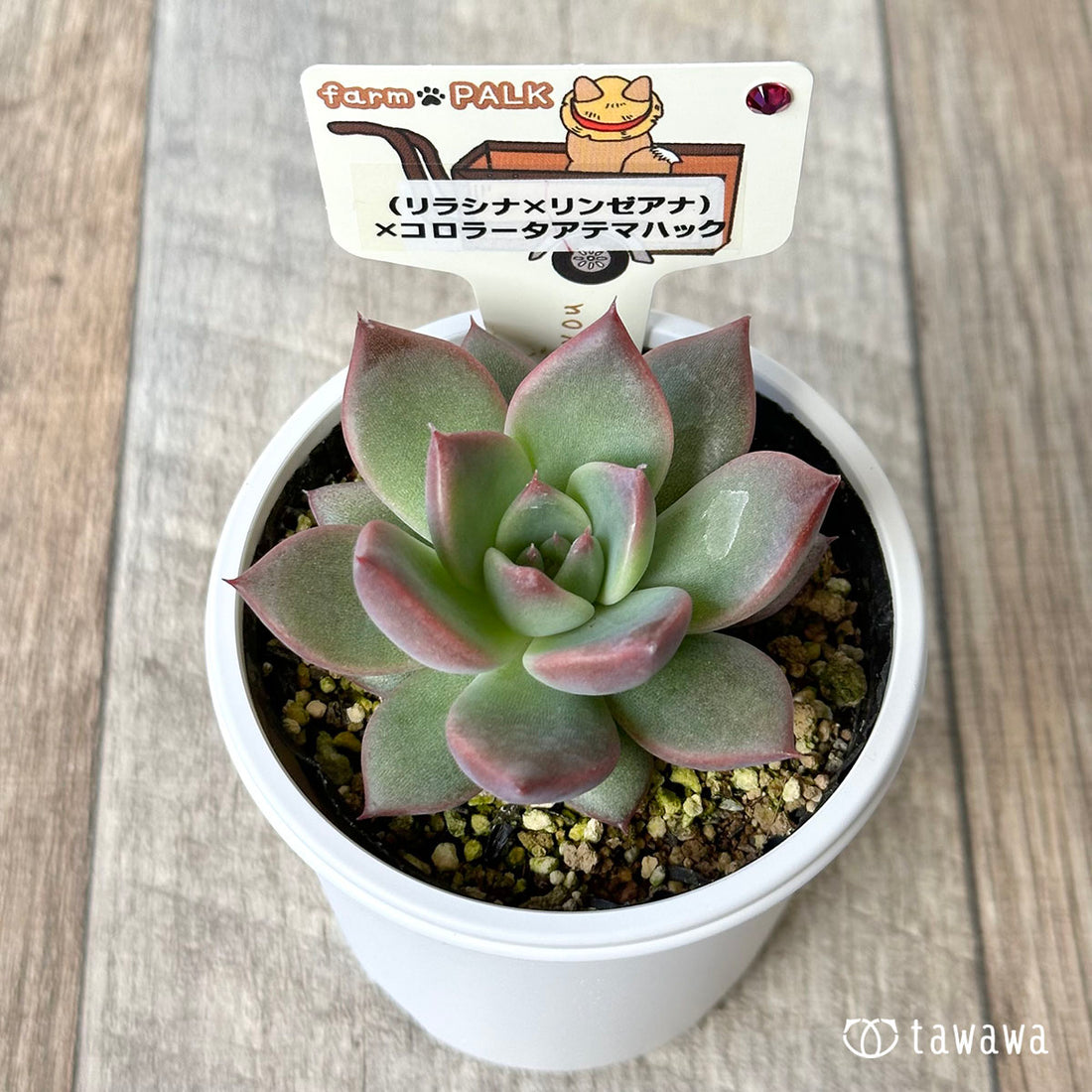 【ファームパルク苗】(リラシナ×リンゼアナ)×コロラータアテマハック