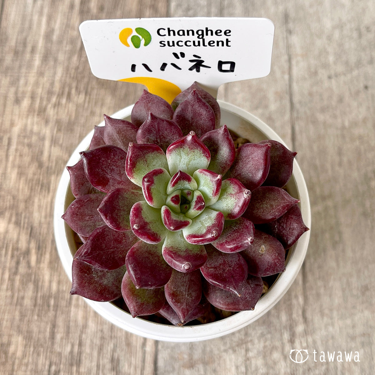 ＊新入荷＊　ハバネロ（チャンヒー農園苗）