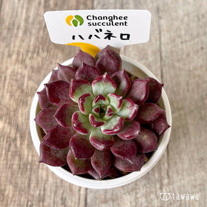 ＊新入荷＊　ハバネロ（チャンヒー農園苗）