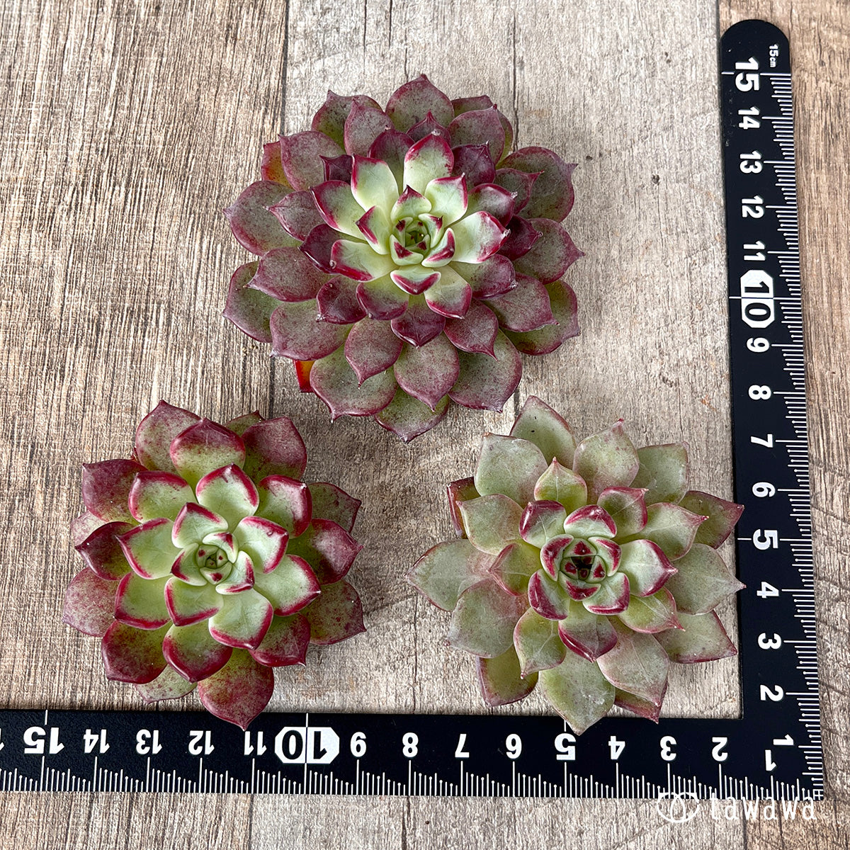 ＊新入荷＊　ハバネロ（チャンヒー農園苗）