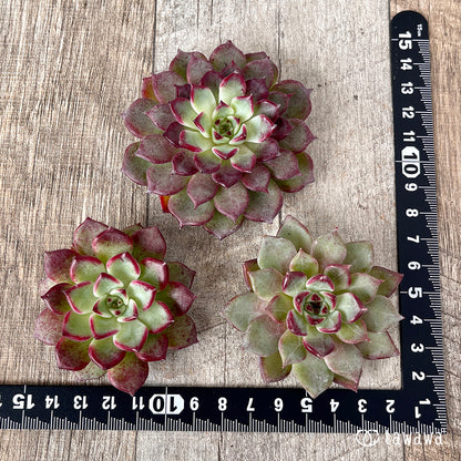 ＊新入荷＊　ハバネロ（チャンヒー農園苗）