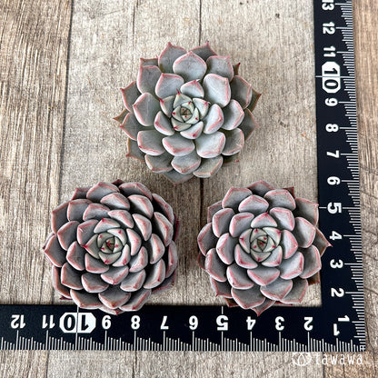 ＊新入荷＊　ピンクザラゴーサ【単頭】（チャンヒー農園苗）