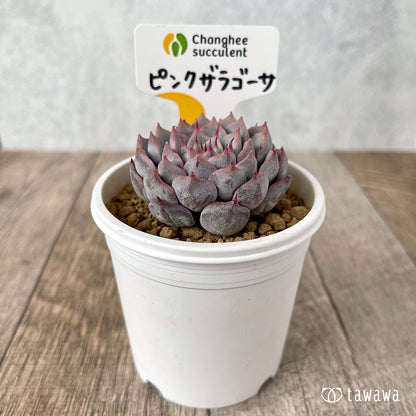 ＊新入荷＊　ピンクザラゴーサ【単頭】（チャンヒー農園苗）