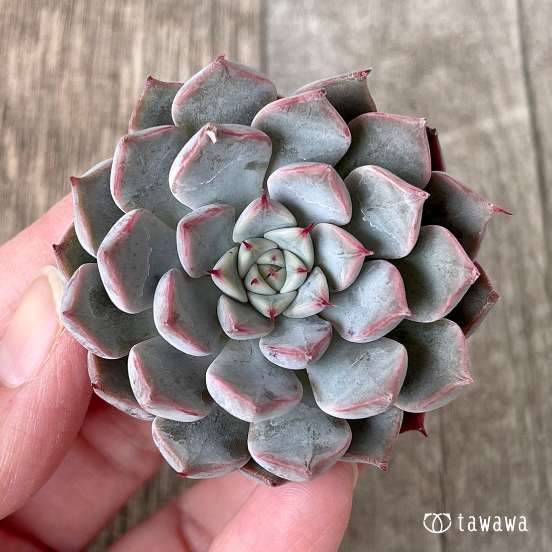 New Arrivals: Ice Green