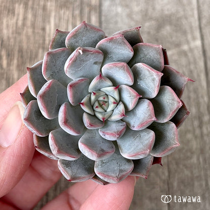 ＊新入荷＊　ピンクザラゴーサ【単頭】（チャンヒー農園苗）