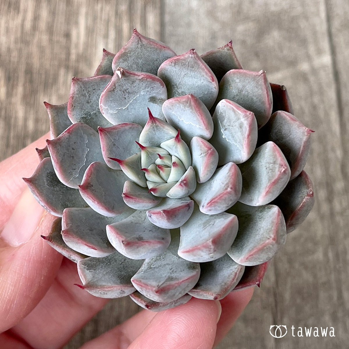 ＊新入荷＊　ピンクザラゴーサ【単頭】（チャンヒー農園苗）