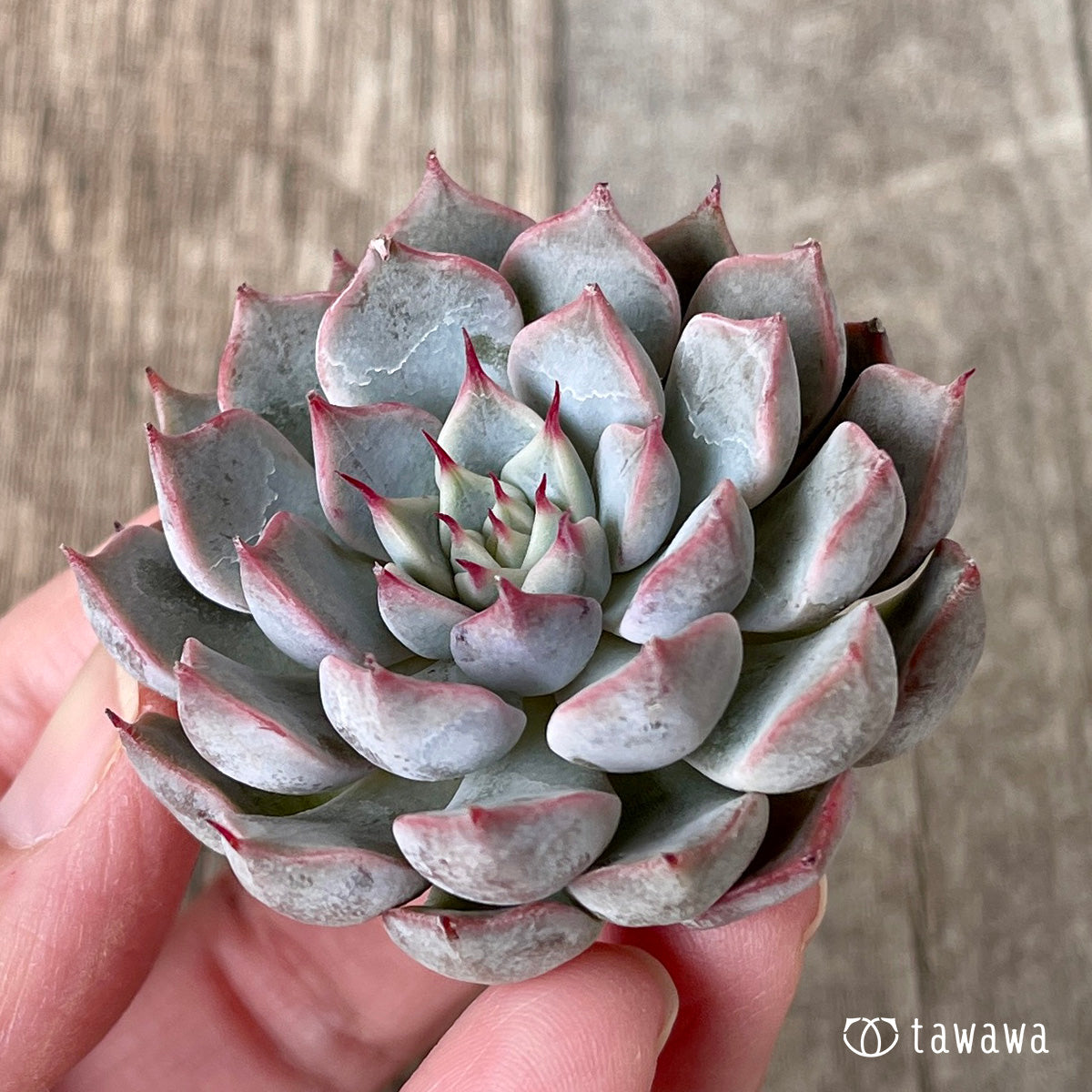 ＊新入荷＊　ピンクザラゴーサ【単頭】（チャンヒー農園苗）