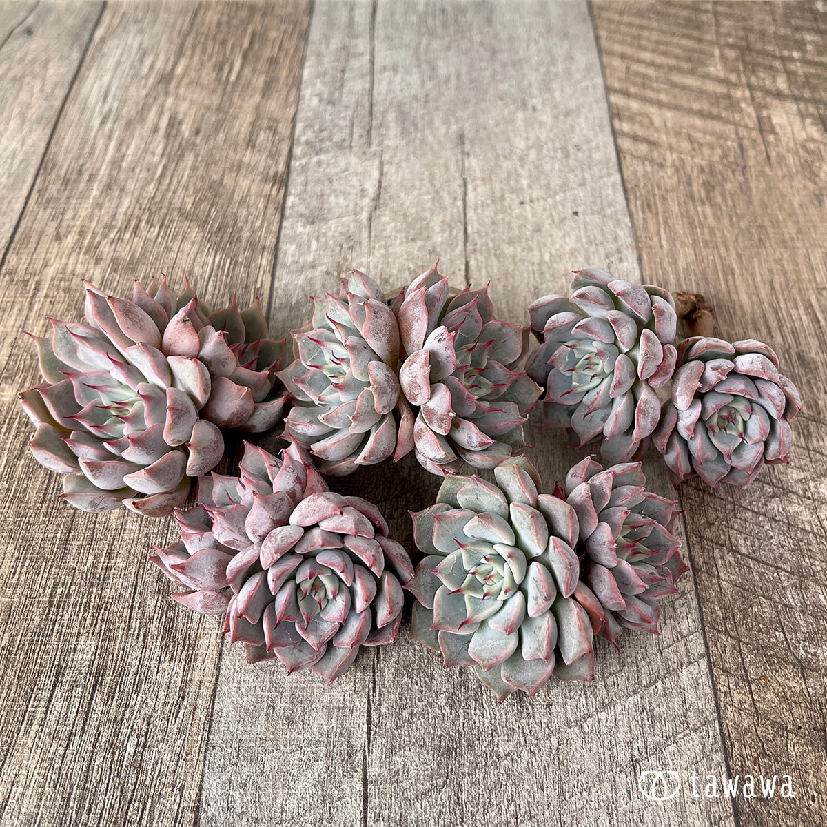 ＊新入荷＊　ピンクザラゴーサ【双頭】（チャンヒー農園苗）