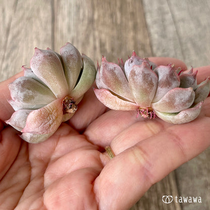 ＊新入荷＊　ピンクザラゴーサ【双頭】（チャンヒー農園苗）