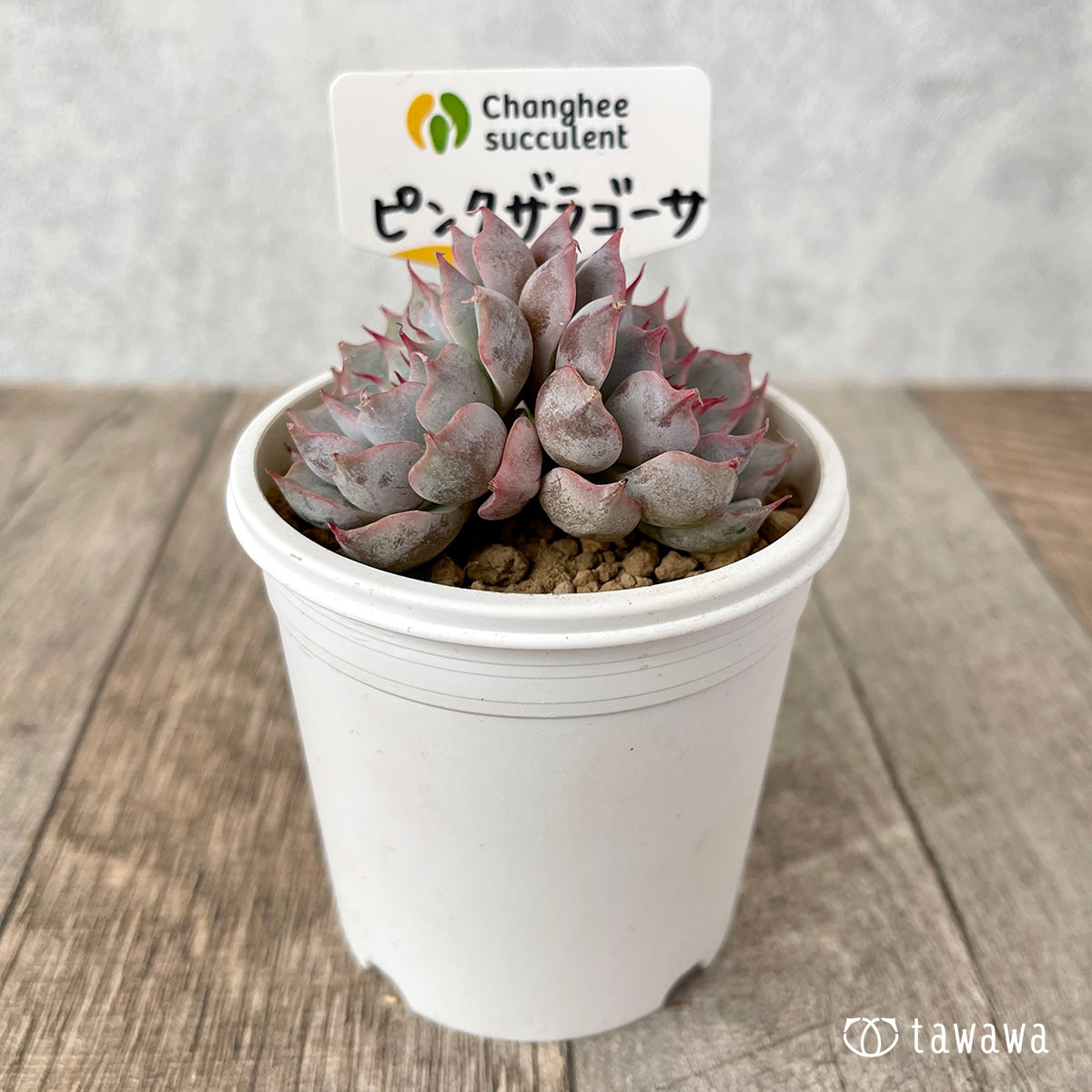 ＊新入荷＊　ピンクザラゴーサ【双頭】（チャンヒー農園苗）