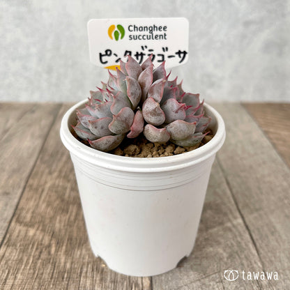 ＊新入荷＊　ピンクザラゴーサ【双頭】（チャンヒー農園苗）