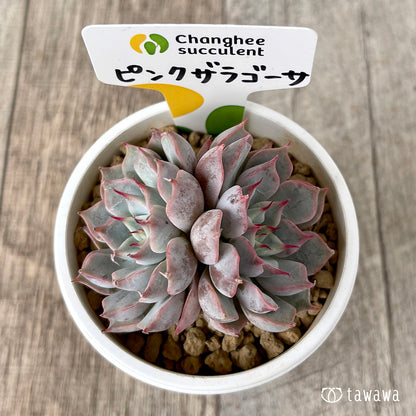 ＊新入荷＊　ピンクザラゴーサ【双頭】（チャンヒー農園苗）