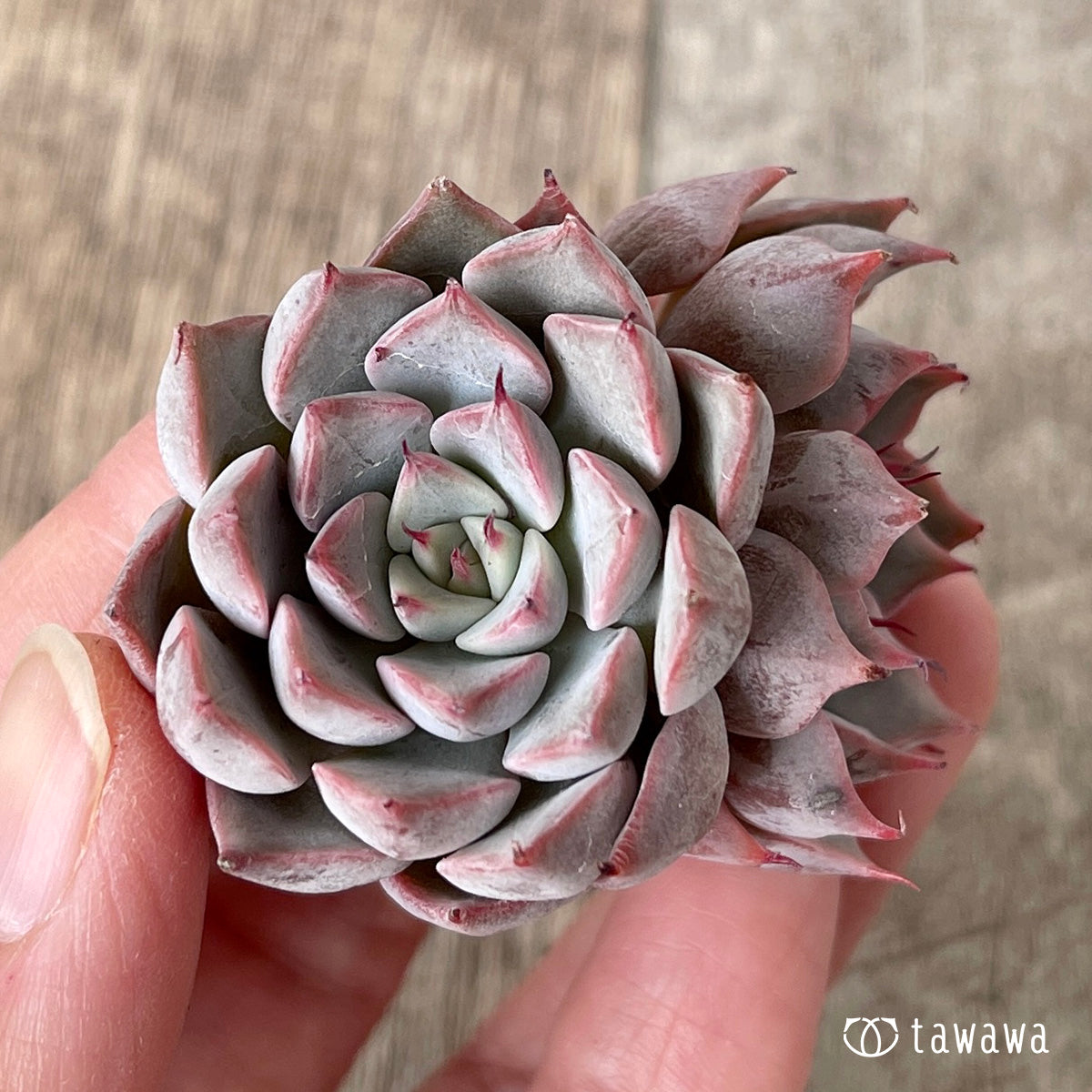 ＊新入荷＊　ピンクザラゴーサ【双頭】（チャンヒー農園苗）