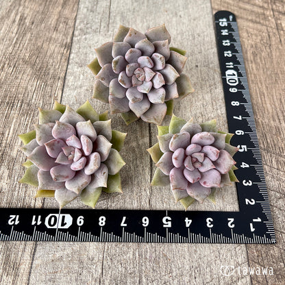 ＊新入荷＊　ピンクシャネル【単頭】（チャンヒー農園苗）