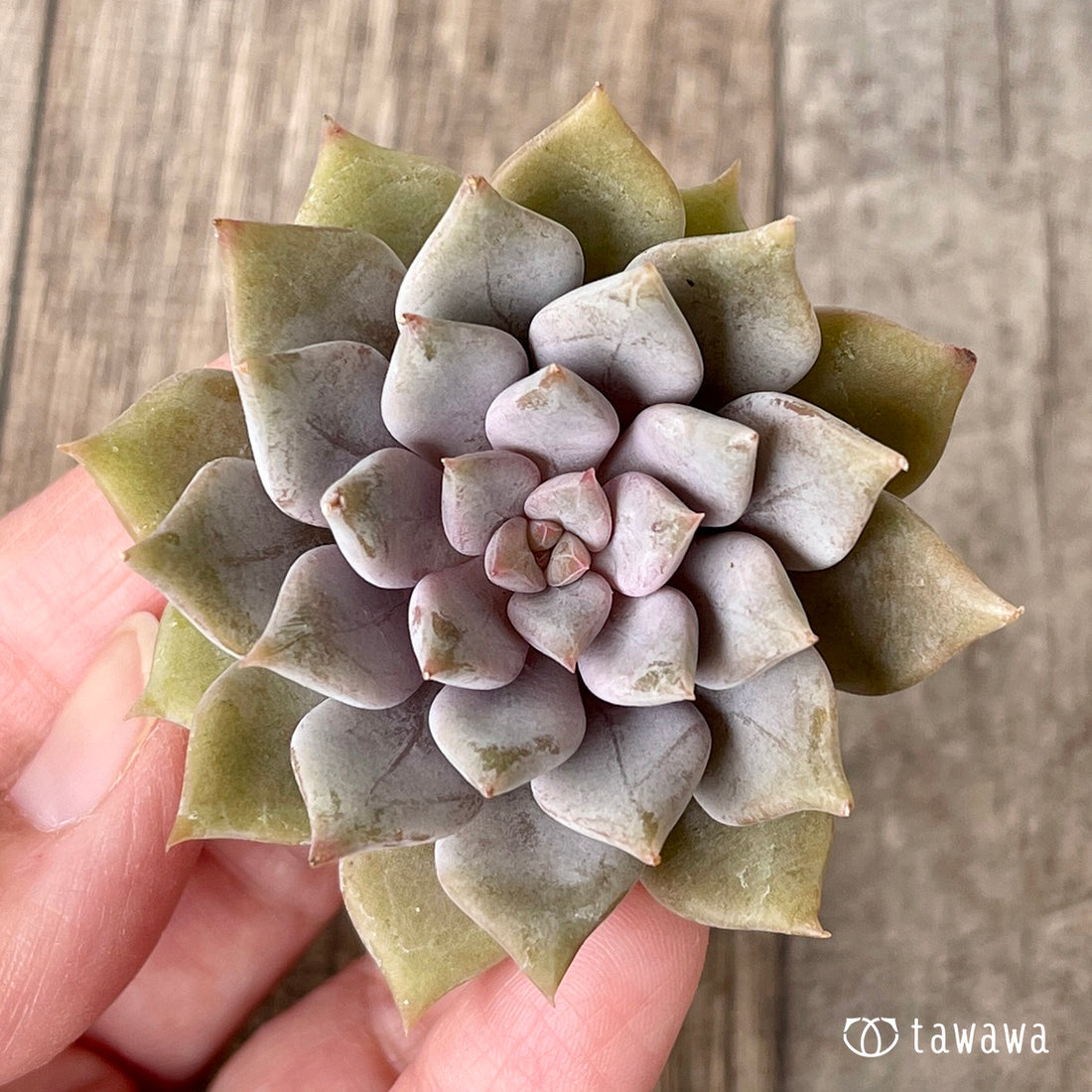 New Arrivals: Ice Green