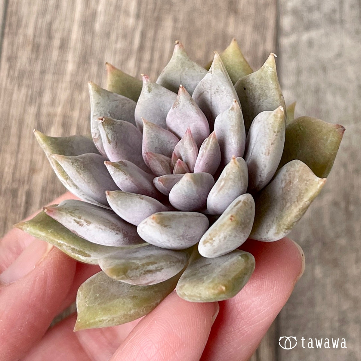 ＊新入荷＊　ピンクシャネル【単頭】（チャンヒー農園苗）