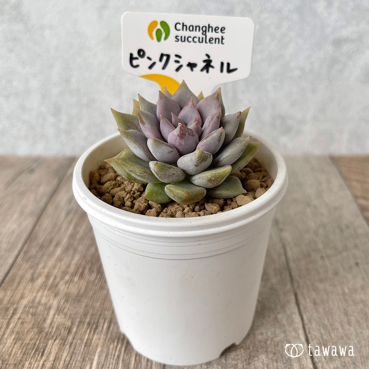 ピンクシャネル【単頭】（チャンヒー農園苗）