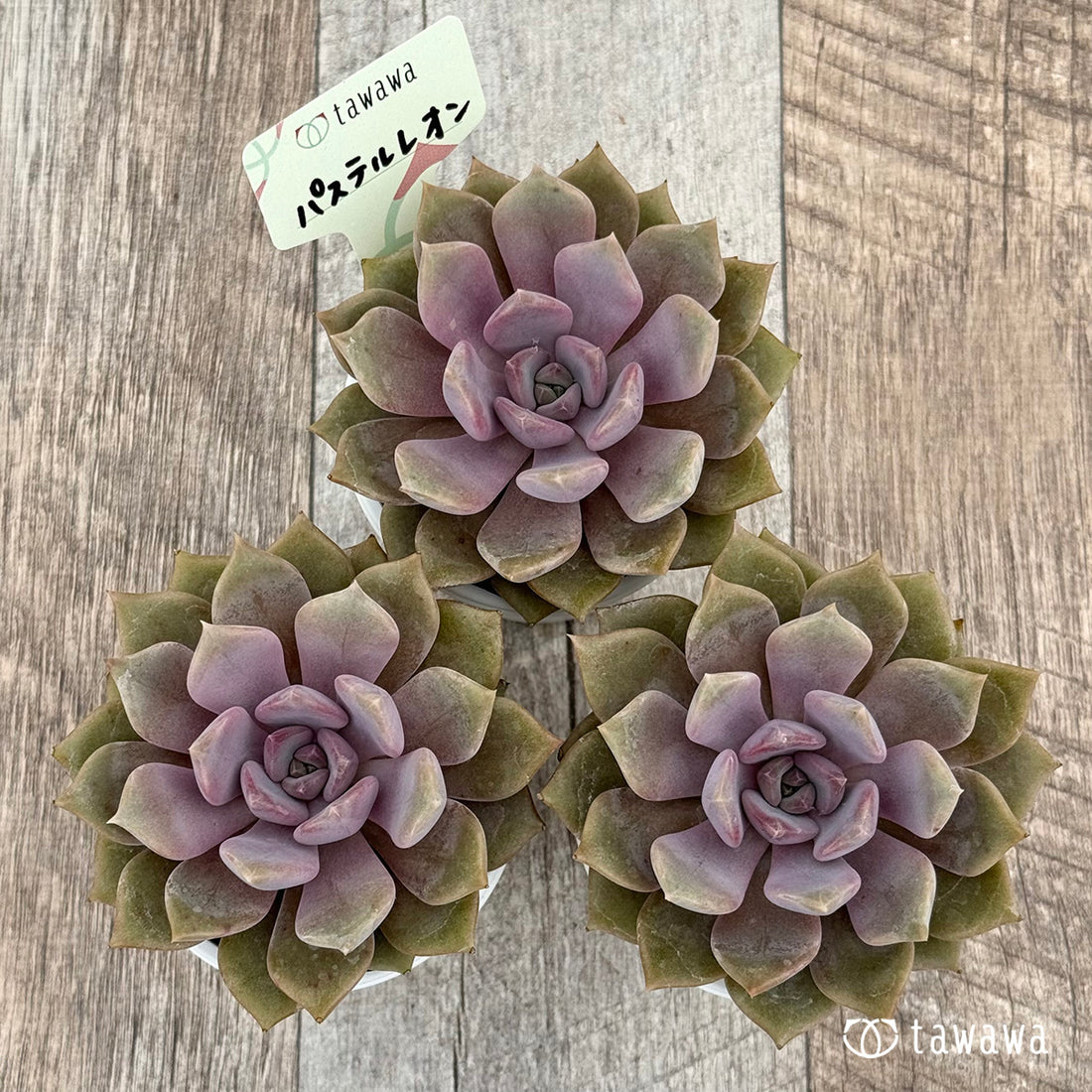 パステルレオン 【tawawaハウス苗】