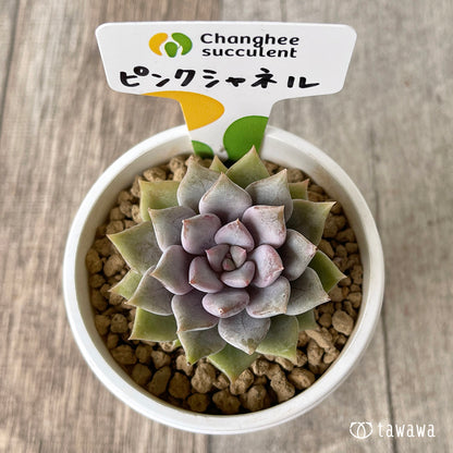 ＊新入荷＊　ピンクシャネル【単頭】（チャンヒー農園苗）