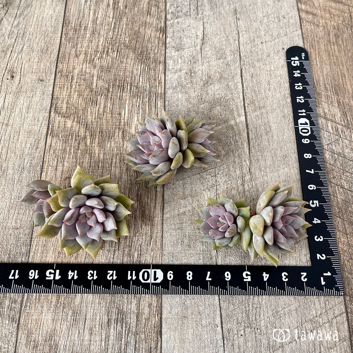 ピンクシャネル【子株付き】（チャンヒー農園苗） – 多肉植物の通販