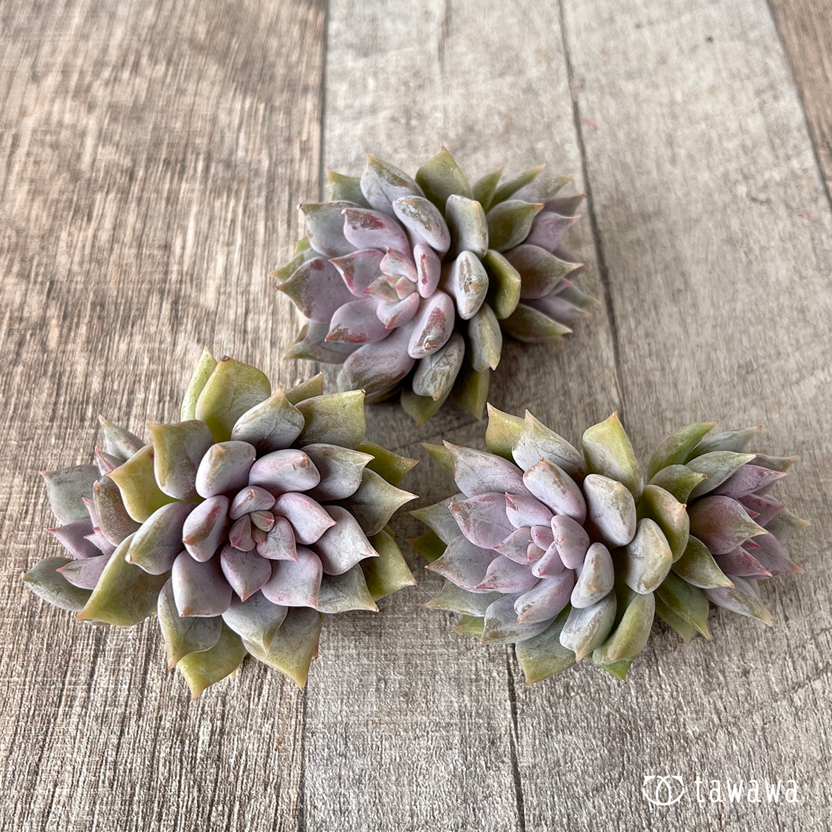 ピンクシャネル【子株付き】（チャンヒー農園苗） – 多肉植物の通販