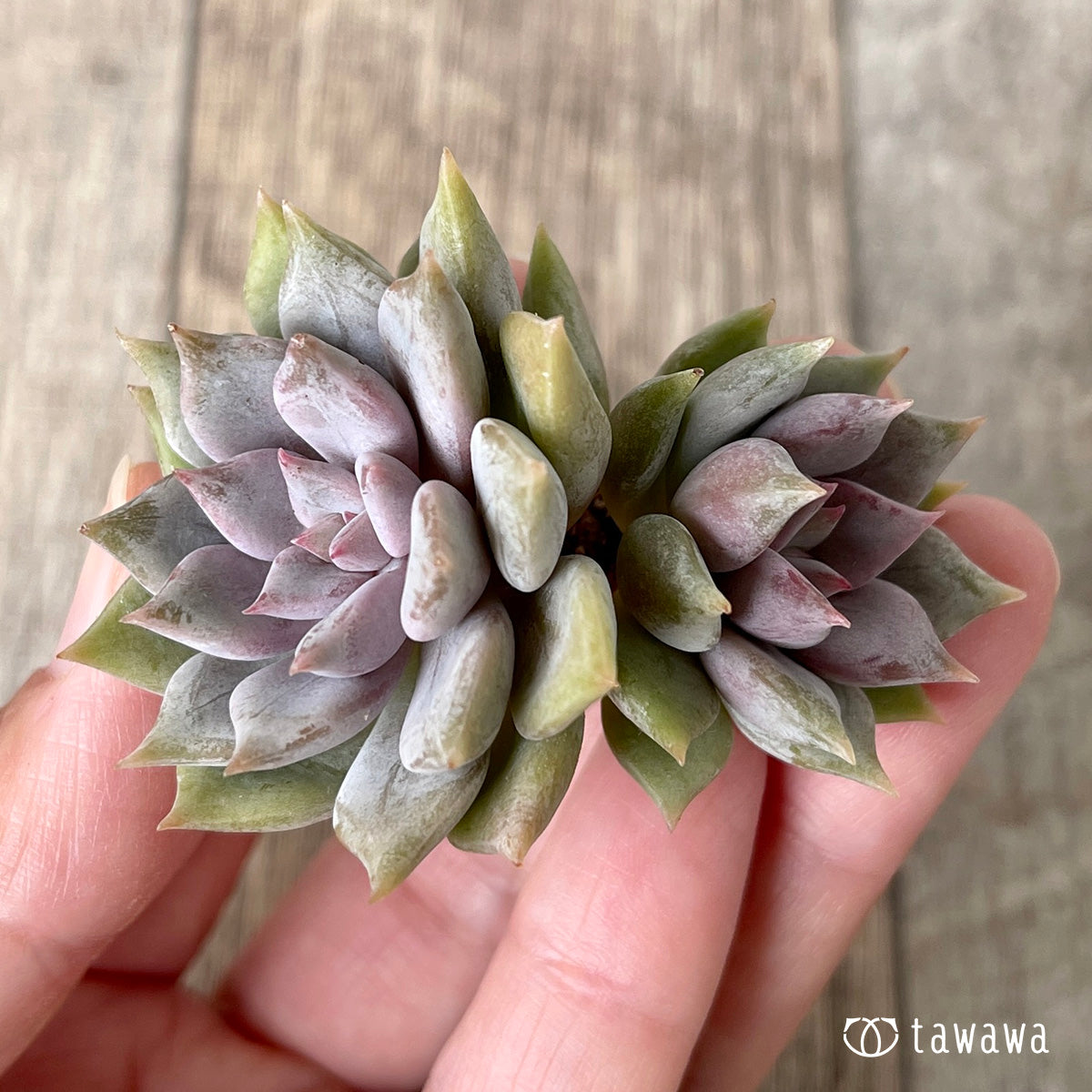 ピンクシャネル【子株付き】（チャンヒー農園苗） – 多肉植物の通販