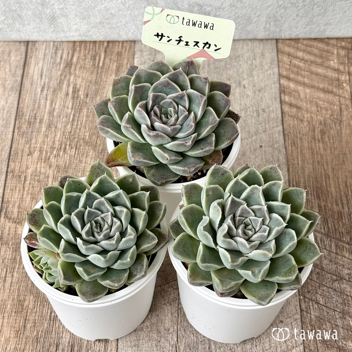 サンチェスカン（エアーマジック農園）【tawawaハウス苗】