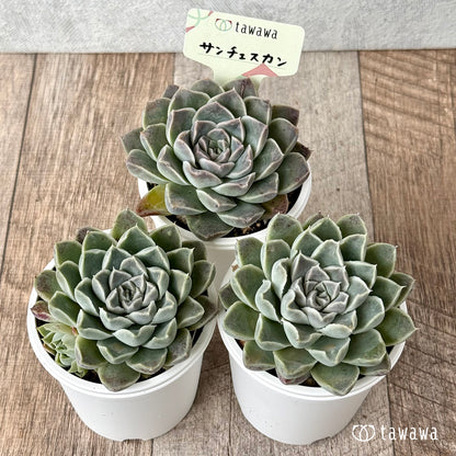 サンチェスカン（エアーマジック農園）【tawawaハウス苗】