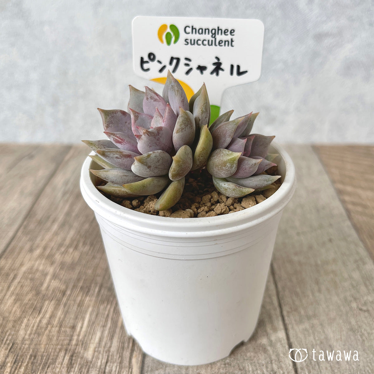 ピンクシャネル【子株付き】（チャンヒー農園苗）