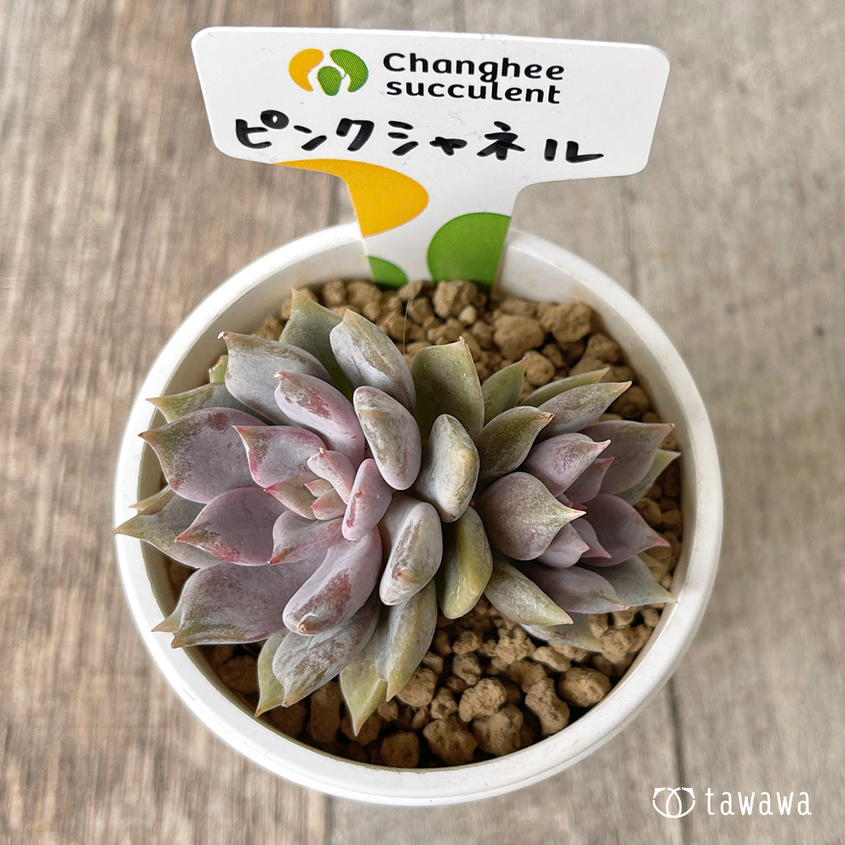 ピンクシャネル【子株付き】（チャンヒー農園苗） – 多肉植物の通販